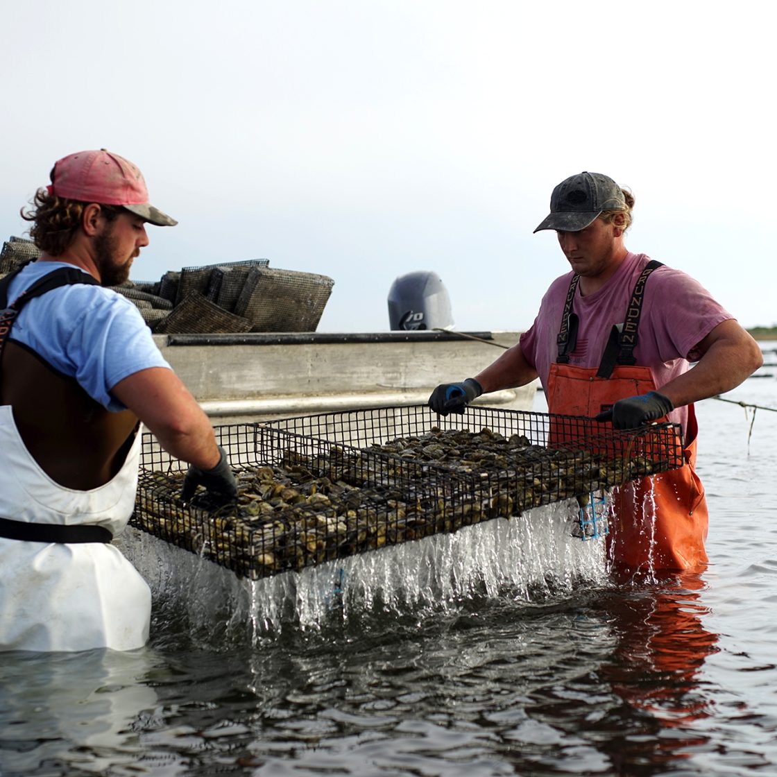 Matunuck Oyster Bar Matunuck Oyster Bar   Mob Oyster Farming3 1120x1120 